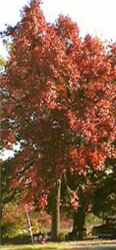 Nyssa Sylvatica Black Gum Tree