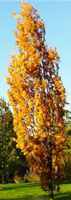 Columnar English Oak Truffle Oak Quercus robur fastigata