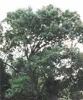 Chinkapin Oak Quercus muehlenbergii