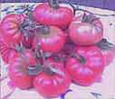 Oaxacan
        Pink tomato