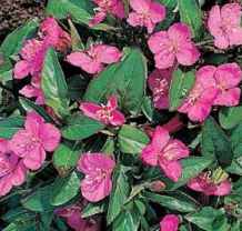 Glowing Magenta Oenothera
        kunthiana