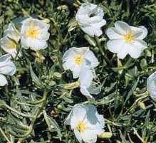 White evening primrose
        Oenothera pallida