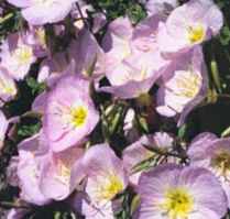 Showy Primrose Oenothera
        speciosa