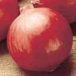 Red Wethersfield Onion