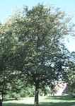 ostrya virginiana american hop hornbeam form seed tree