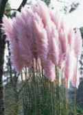 pampass grass pink Cortaderia selloana