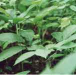 panax quinquefolia american ginseng seed herb