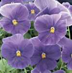 Sky Queen Clear sky blue multiflora pansy
