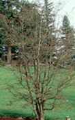 parrotia persica persian seed tree plant