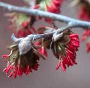 parrotia persica persian witch hazel blooms seed tree plant