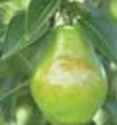 Barlett Williams Bon Chretien Pear fruit