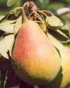 Clapps Favorite Kalle yellow Pear fruit