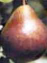 Seckel Pear fruit
