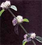 Mentha pulegium Pennyroyal Fleamint Fleamint plant leaves