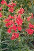Red Penstemon eatonii Perennial