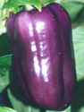 Lilac Bell
        pepper
