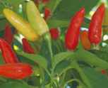 Tabasco
        Chile pepper