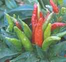 Thai
        Dragon Chile pepper