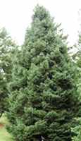 Picea engelmanii Silver Spruce tree
