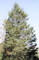 Picea glauca densata Black Hills Spruce tree