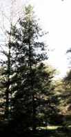 Picea sitchensis Sitka Spruce tree
