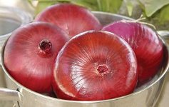 Pinot Rouge Red Grano onion