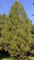 Lacebark Pine Tree pinus bungeana