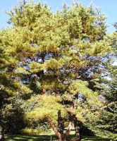 Japanese Red Pine Tree pinus densiflora