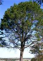 Pinyon Pine Tree Mexican Stone pinus edulis