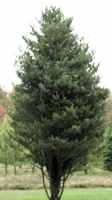 Limber Pine Tree pinus flexis