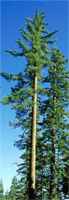 Sugar Pine Tree pinus lambertiana
