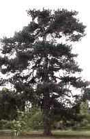 Austrian Pine Tree pinus nigra