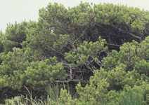 Dwarf Stone Pine Tree pinus pumilla