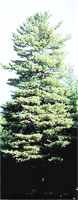 White Pine Tree pinus strobus