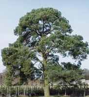 Scotch Pine Tree pinus sylvestris