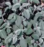 Silver Shield Plectranthus argentatus Annual flower