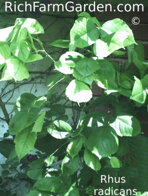Rhus radicans Toxicodendron radicans Poison Ivy
