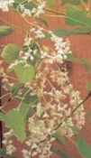 Silver Lace Vine China Fleece Vine Polygonum albertii