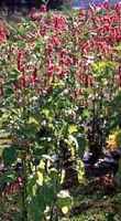 Kiss Me Over the Garden Gate Princes Feather Oriental Persicary Polygonum orientale