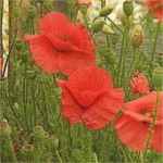 Red Corn Poppy Flanders Poppy Papaver rhoeas Field Poppy