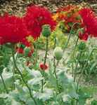 Oase Poppy Papaver paeniflorum flower