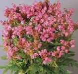 Prunella grandiflorum Self heal Carpenter weed perennial