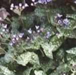 Pulomonaria officinalis Lungwort Jerusalem cowslip