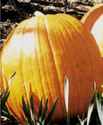 Howden Pumpkin