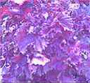 purple perilla plant leaves Culinary perennial