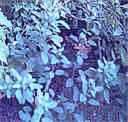 Quillquina Porophyllum ruderale