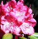 rhododendron catawbiense