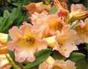 rhododendron goldsworth