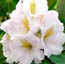 rhododendron merley cream