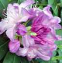 rhododendron lincoln